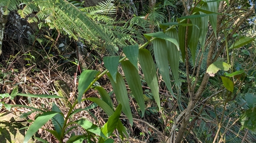 Lírio Japonês Speciosum