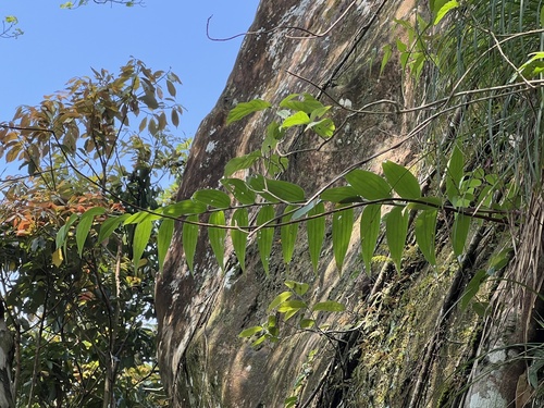 Lírio Japonês Speciosum