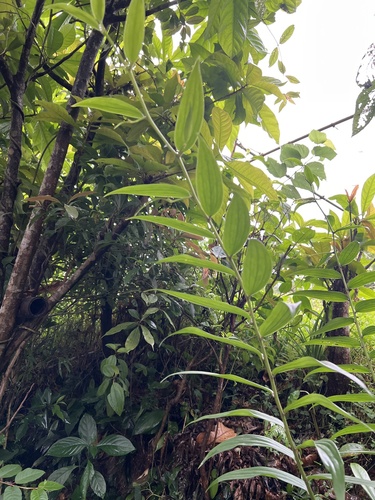 Lírio Japonês Speciosum