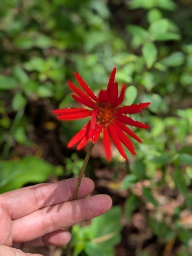 Mini Gérbera de Corte Amarela