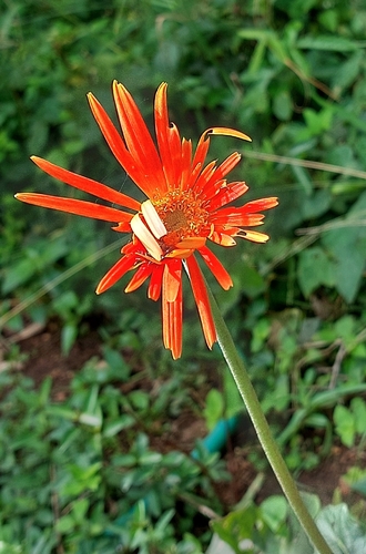 Gérbera Branca de Miolo Preto