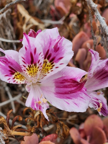 Astromélia de Corte Clássica Rosa