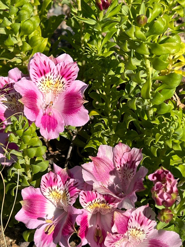 Astromélia de Corte Clássica Rosa
