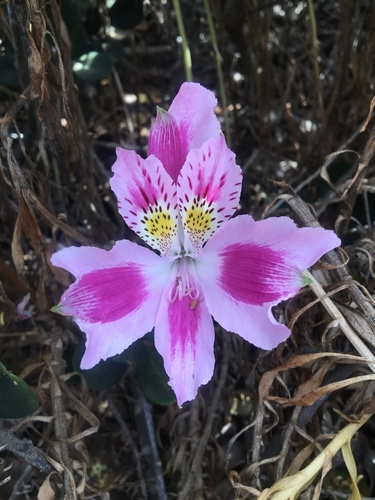 Astromélia de Corte Clássica Rosa