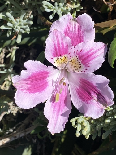 Astromélia de Corte Clássica Rosa