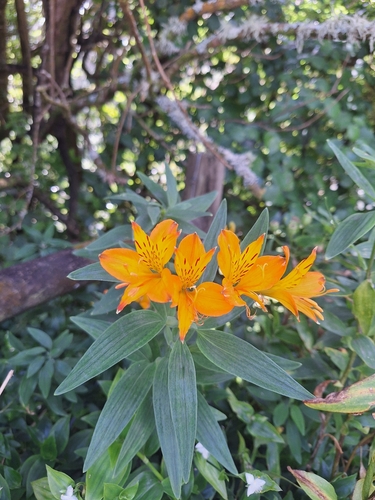 Astromélia Amarela de Corte