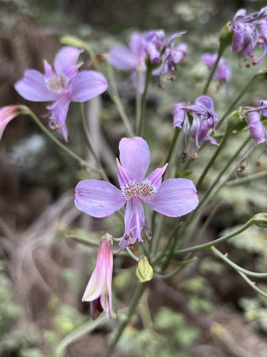 Astromélia Bicolor de Corte