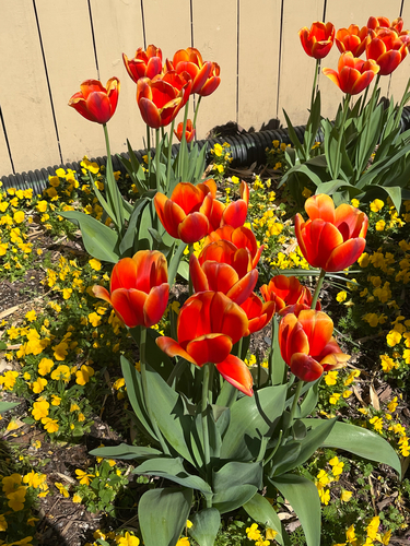 Tulipa de Corte Vermelha