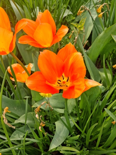 Tulipa de Corte Vermelha