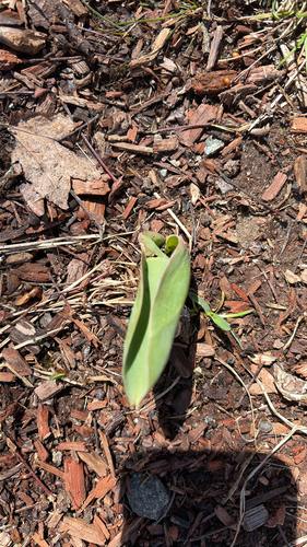Tulipa de Corte Vermelha