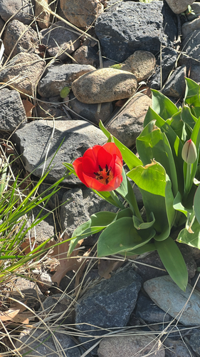 Tulipa de Corte Vermelha
