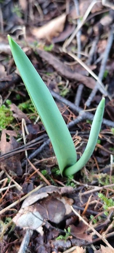 Tulipa Silvestre Amarela