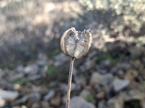 Tulipa Double (Pétalas Duplas)