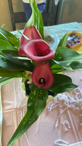 Calla Rosa de Corte