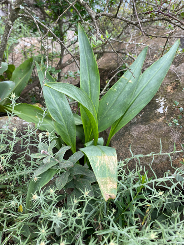 Calla Rosa de Corte