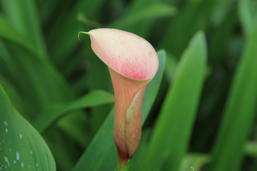 Calla Rosa de Corte