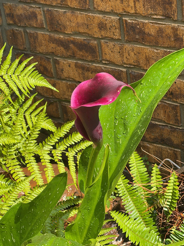 Calla Rosa de Corte