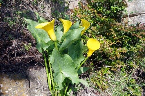 Calla Amarela de Corte