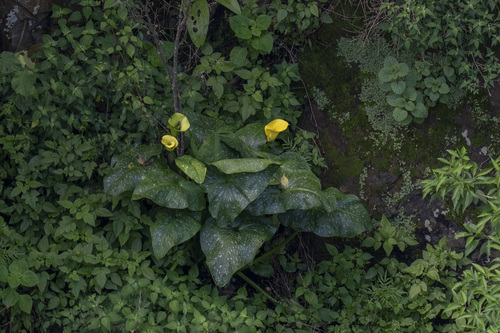 Calla Amarela de Corte