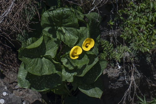 Calla Amarela de Corte