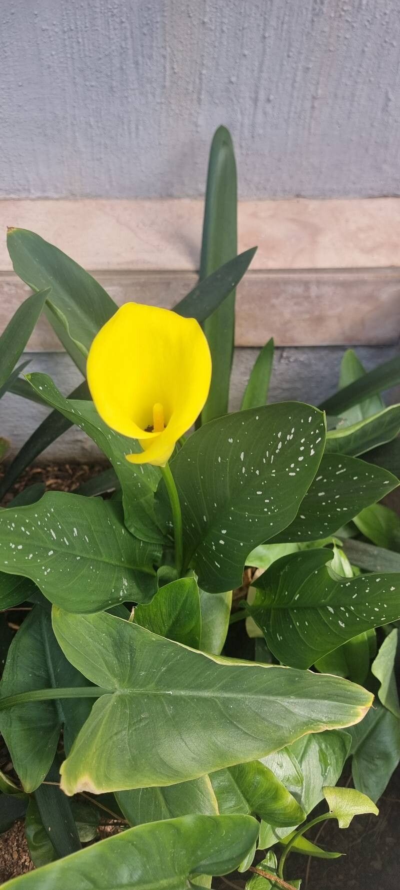 Calla Amarela de Corte