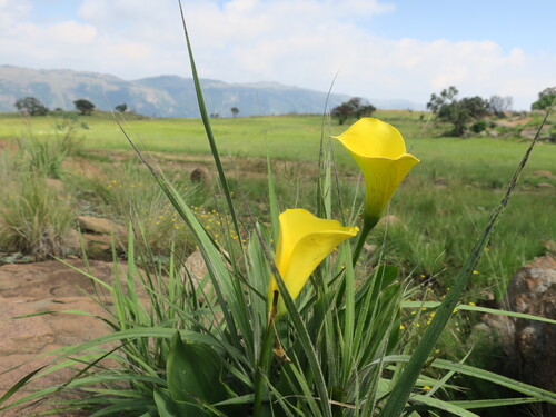 Calla Ouro de Corte