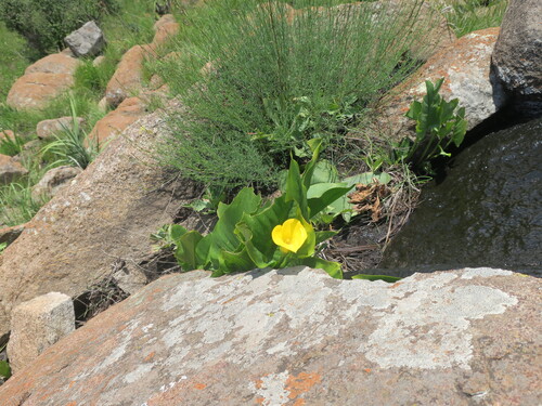Calla Ouro de Corte