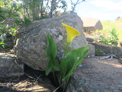 Calla Ouro de Corte