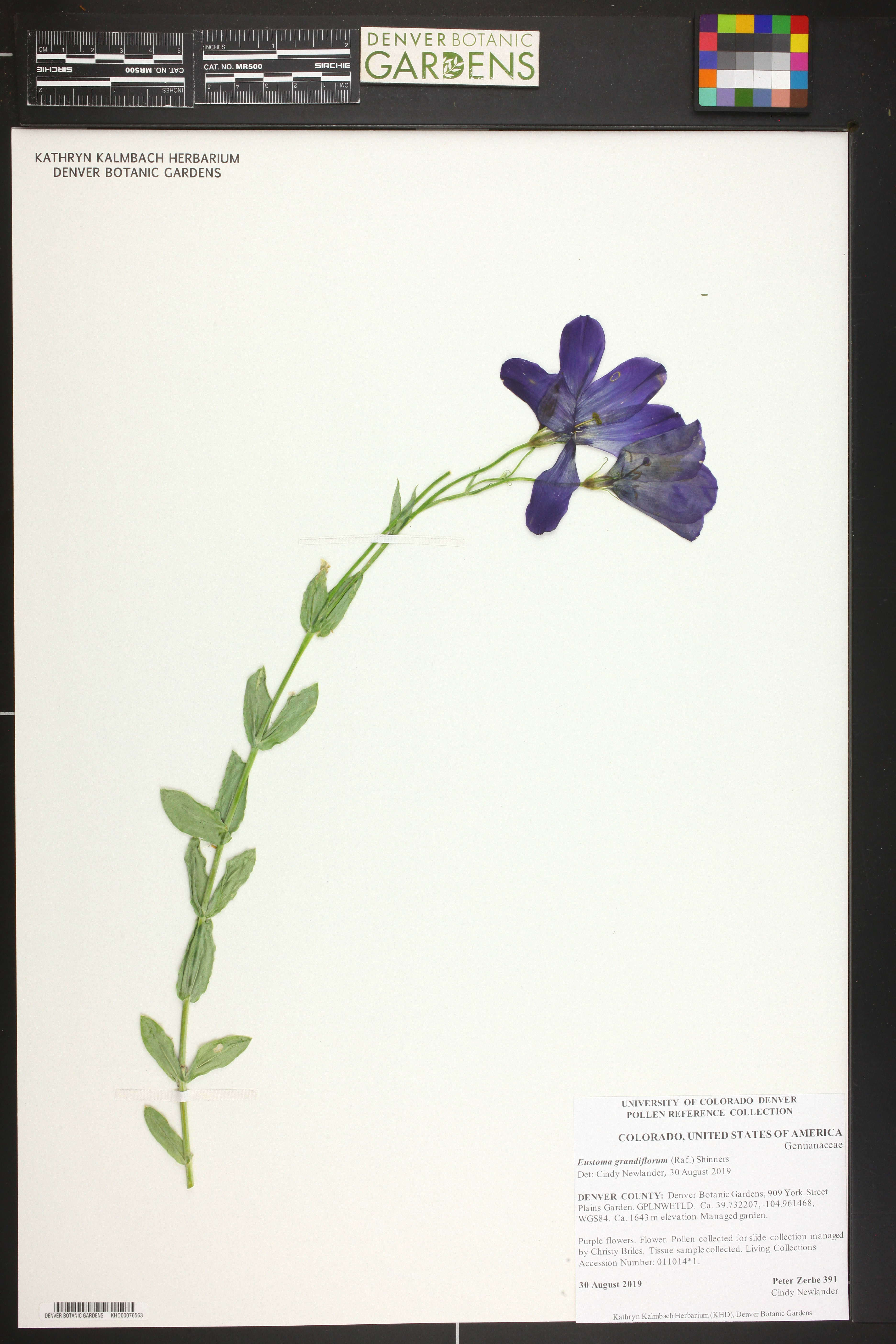 Lisianthus Double Roxo de Corte