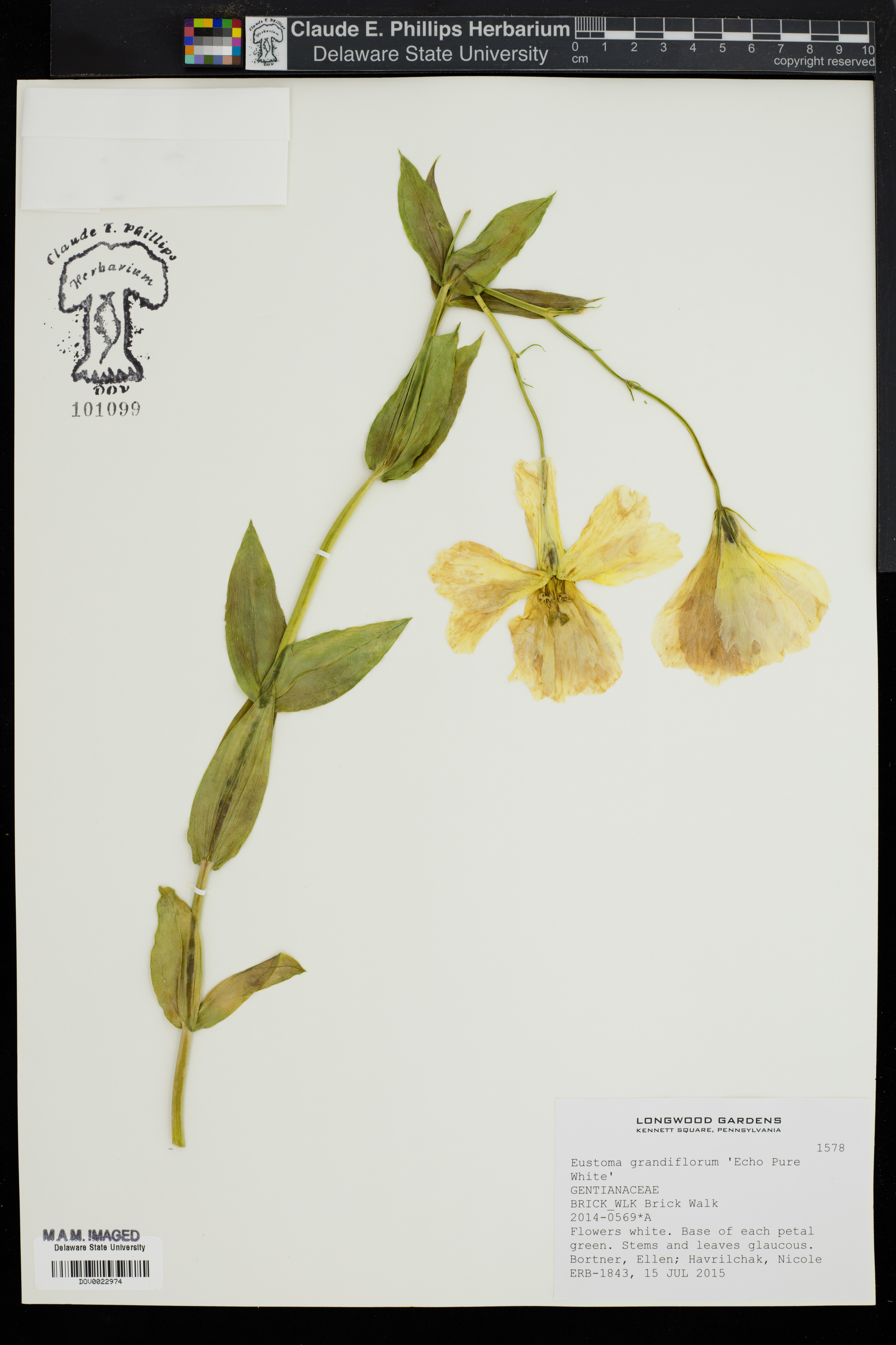 Lisianthus Double Roxo de Corte