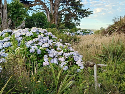 Hortênsia de Corte Azul Clássica