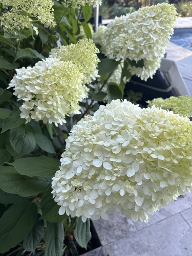 Hortênsia Cônica Branca de Corte