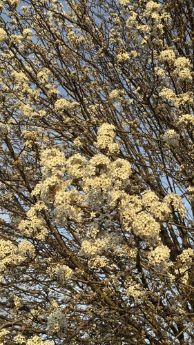Hortênsia Cônica Branca de Corte