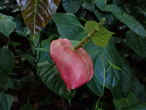Antúrio Vermelho de Corte