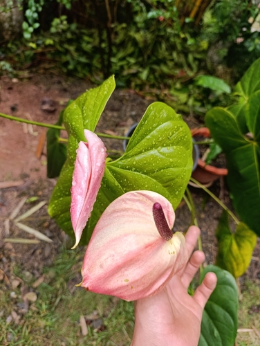 Antúrio Vermelho de Corte
