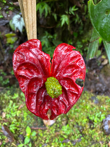 Antúrio Vermelho de Corte