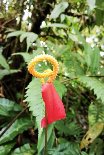Antúrio de Corte Laranja