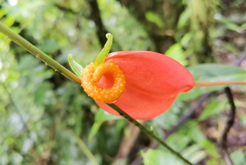Antúrio de Corte Laranja