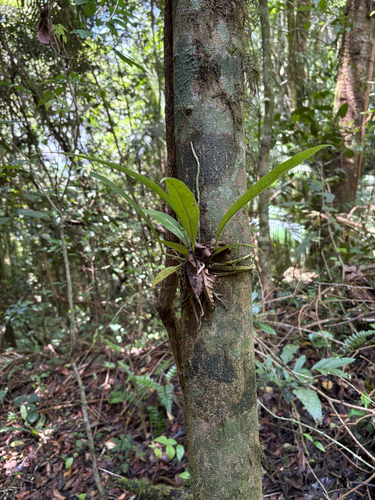 Antúrio Verde Pistache de Corte