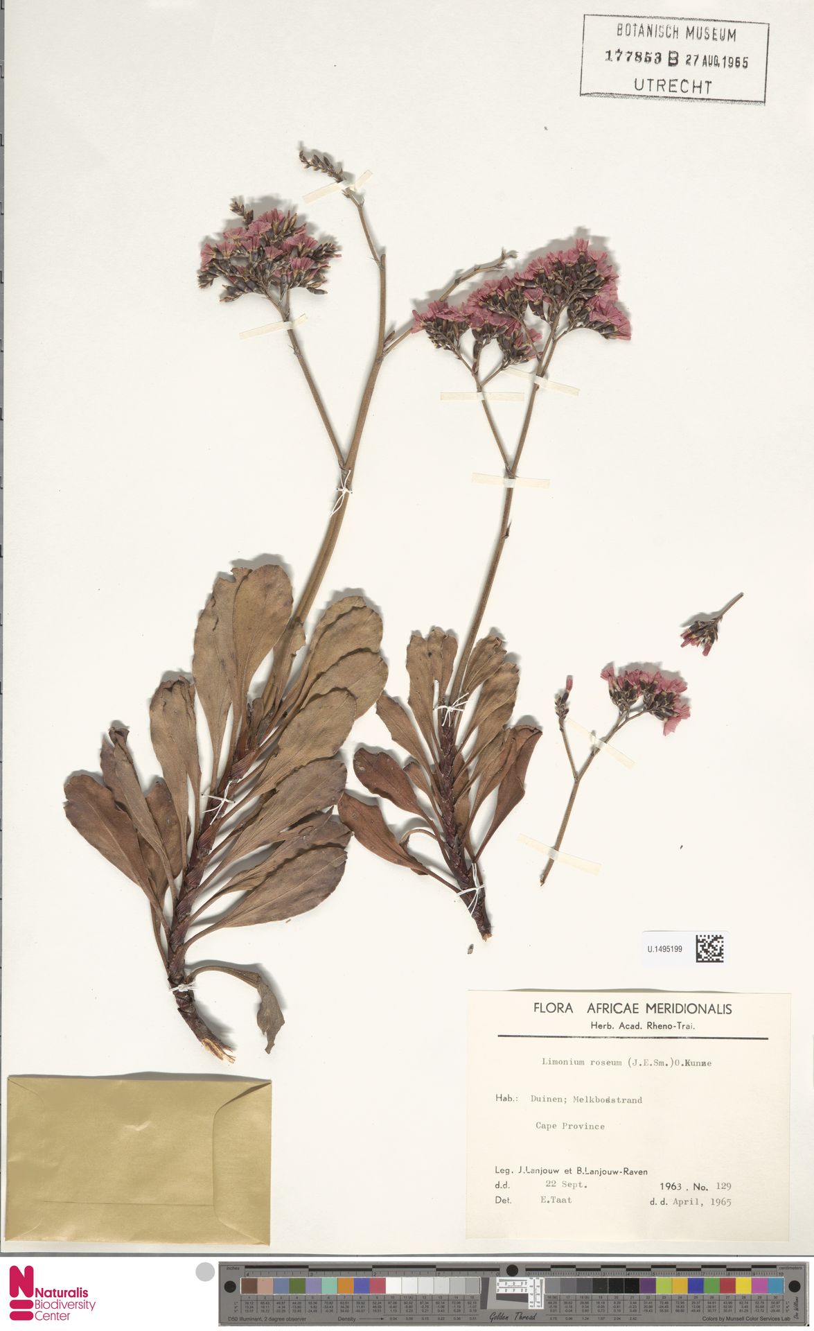 Estátice Rosa de Haste