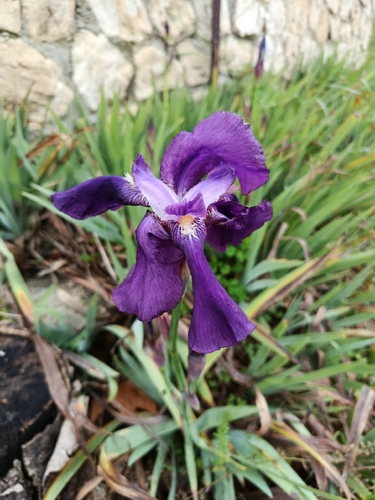 Íris Azul de Corte
