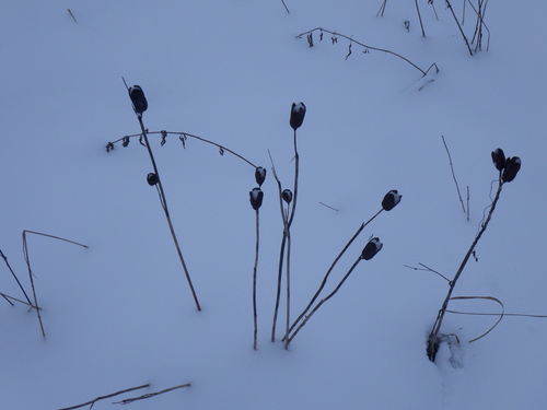 Íris Siberiana de Haste