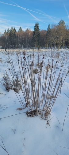 Íris Siberiana de Haste