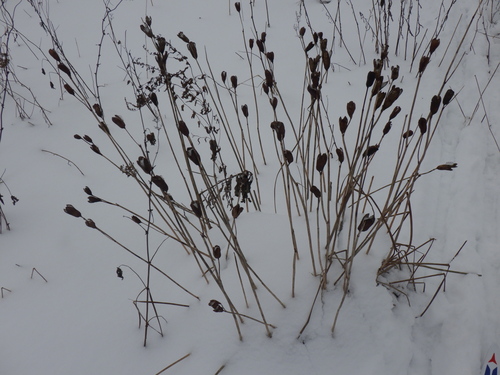 Íris Siberiana de Haste