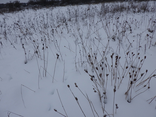 Íris Siberiana de Haste
