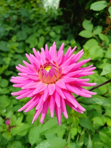 Dália de Corte Pompom Rosa