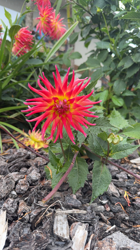 Dália de Corte Pompom Rosa