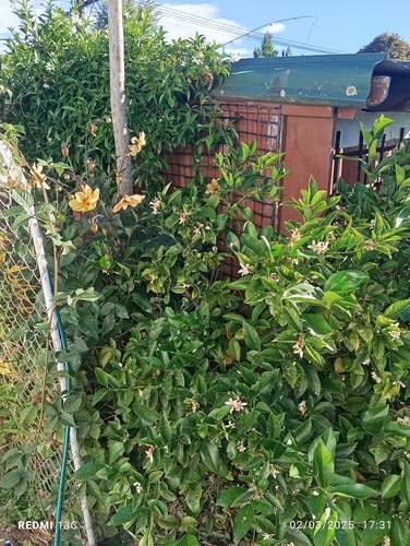 Dália de Corte Vermelha de Jardim