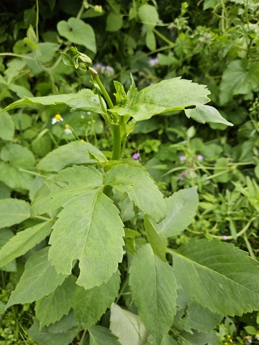 Dália de Corte Vermelha de Jardim