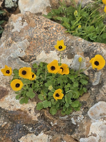 Ranúnculo Amarelo de Haste